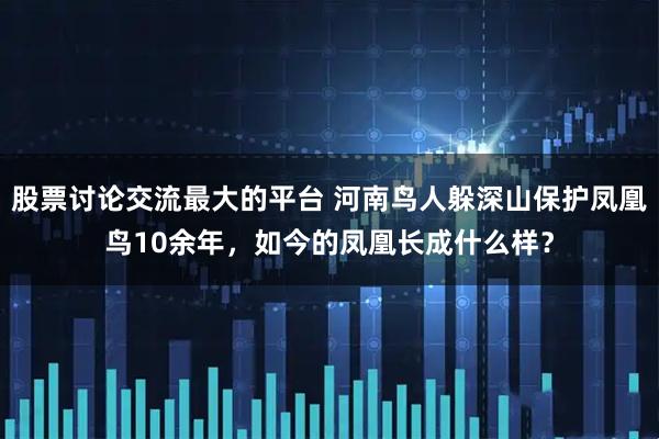 股票讨论交流最大的平台 河南鸟人躲深山保护凤凰鸟10余年，如今的凤凰长成什么样？